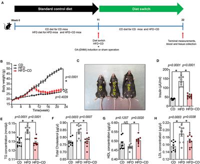 Effects of Diet Induced Weight Reduction on Cartilage Pathology and Inflammatory Mediators in the Joint Tissues